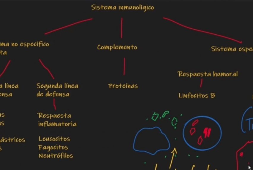 Sistema inmunologico